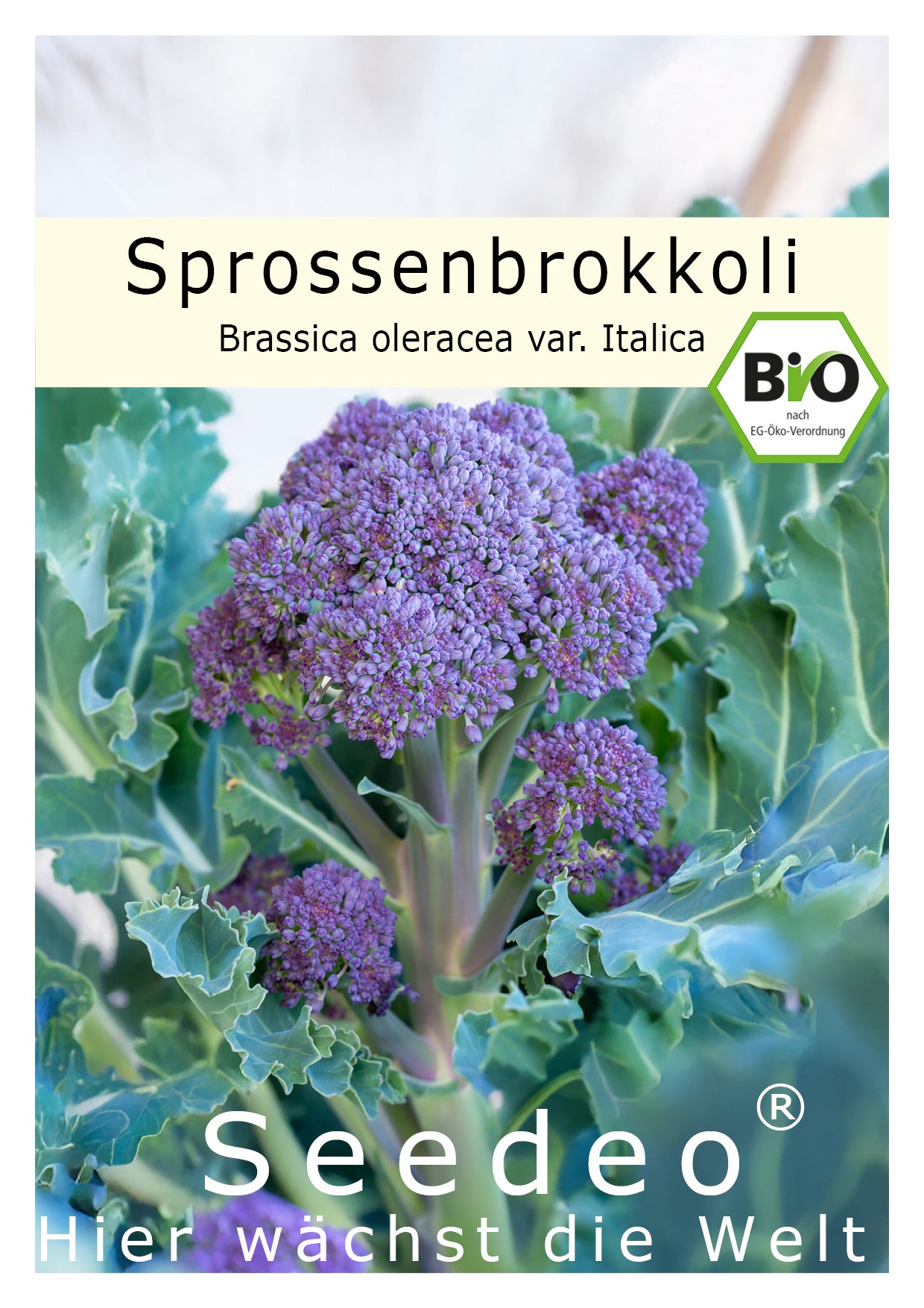brokkoli saatgut gewinnen Seedeo® Sprossenbrokkoli lila (Brassica oleracea var. Italica) ca. 50