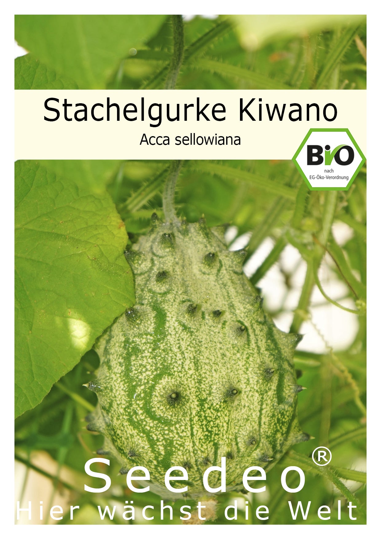 Seedeo® Stachelgurke Kiwano (Cucumis metuliferus) 10 Samen BIO