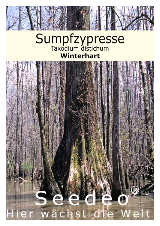 Seedeo® Sumpfzypresse (Taxodium distichum) 15 Samen