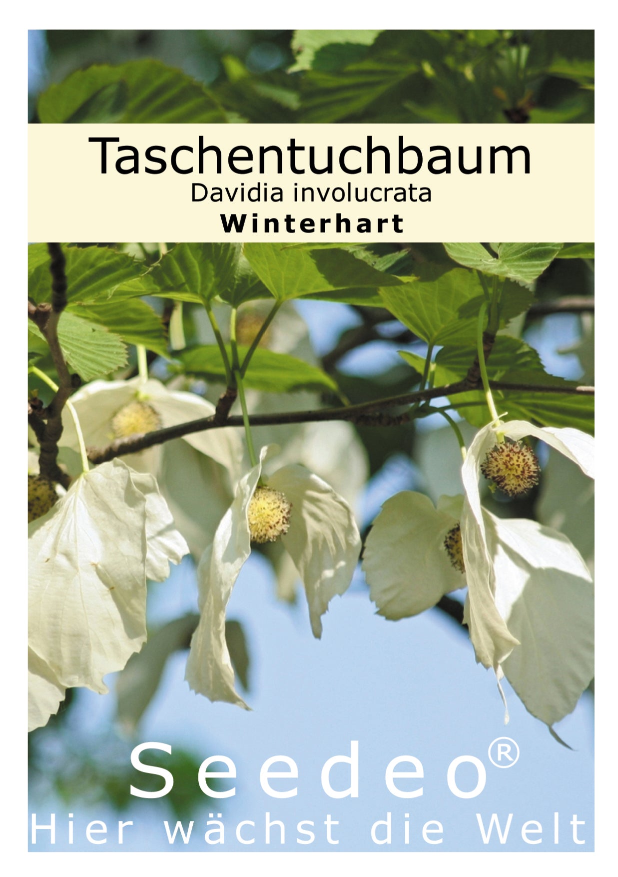Seedeo® Taschentuchbaum (Davidia involucrata) 1 Samen