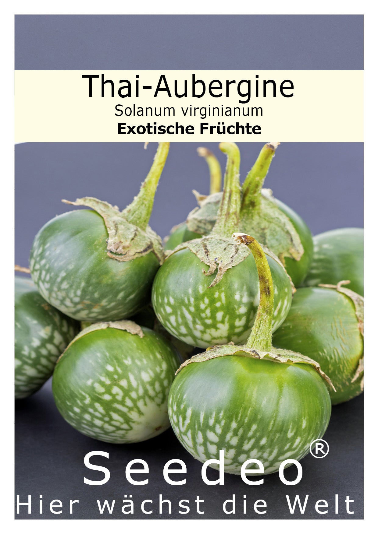 aubergine saatgut gewinnen Seedeo® Thai-Aubergine Solanum virginianum 20 Samen