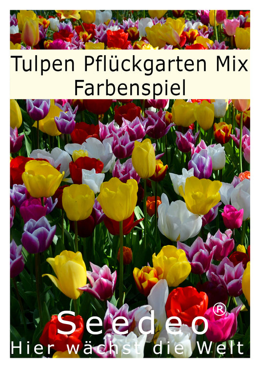 Seedeo® - Tulpen Pflückgarten Mix Farbenspiel 100 Zwiebeln mehrjährig - winterhart