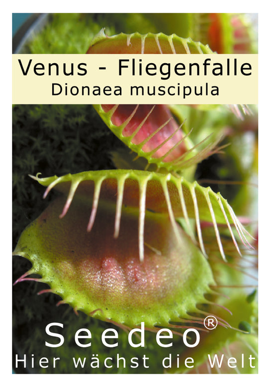 Seedeo® Venus - Fliegenfalle (Dionaea muscipula) 10 Korn inkl. Anzuchtsubstrat