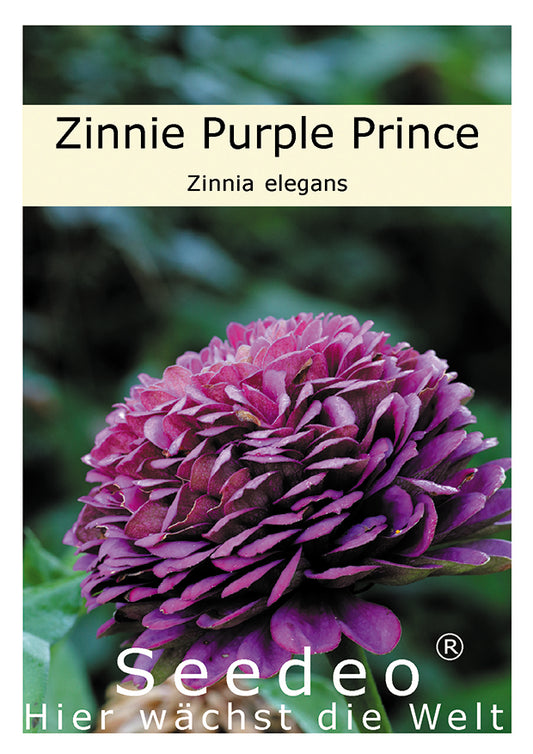 Seedeo® Zinnie „Purple Prince“ (Zinnia elegans) 50 Samen