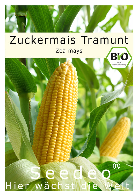 Seedeo® Zuckermais Tramunt (Zea Mays) ca. 20 Samen