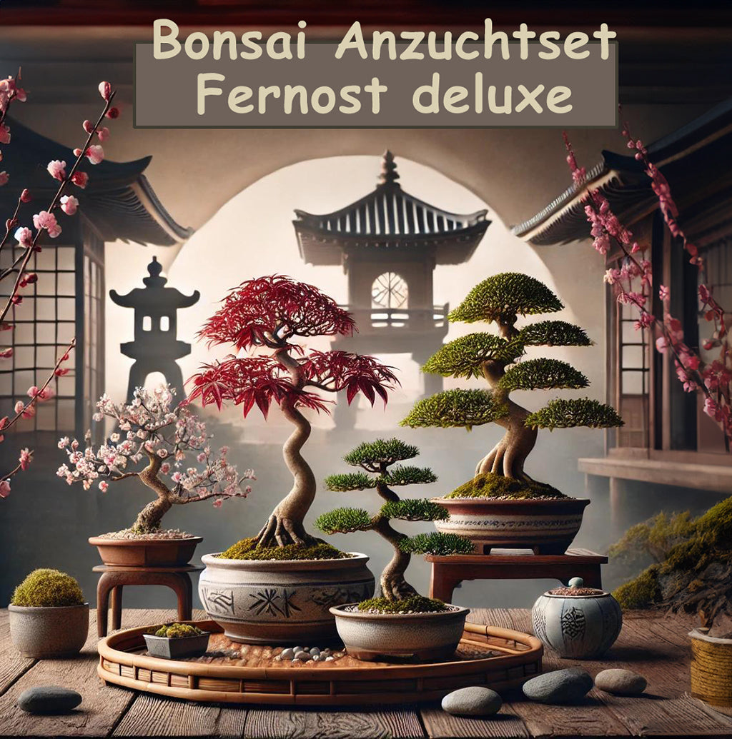 carmona microphylla indoor bonsai Carmona main image 0