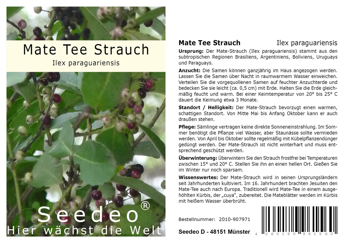 Seedeo® Mate Tee Strauch (Ilex paraguariensis) 20 Samen