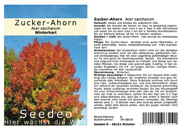 Seedeo® Zucker-Ahorn (Acer saccharum) 20 Samen