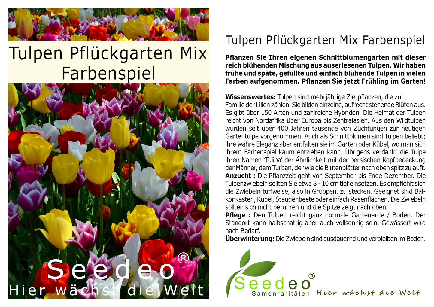 Seedeo® - Tulpen Pflückgarten Mix Farbenspiel 100 Zwiebeln mehrjährig - winterhart