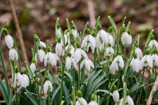 Schneeglöckchen (Galanthus woronowii) 100 Stück