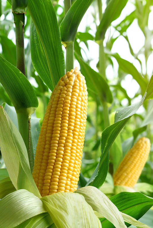 Seedeo® Zuckermais Tramunt (Zea Mays) ca. 20 Samen