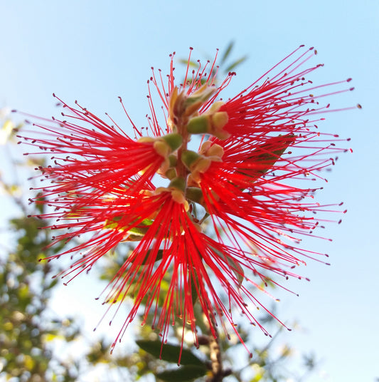 Seedeo® Roter Puderquastenbaum (Caliiandra houstoniana) 20 Samen