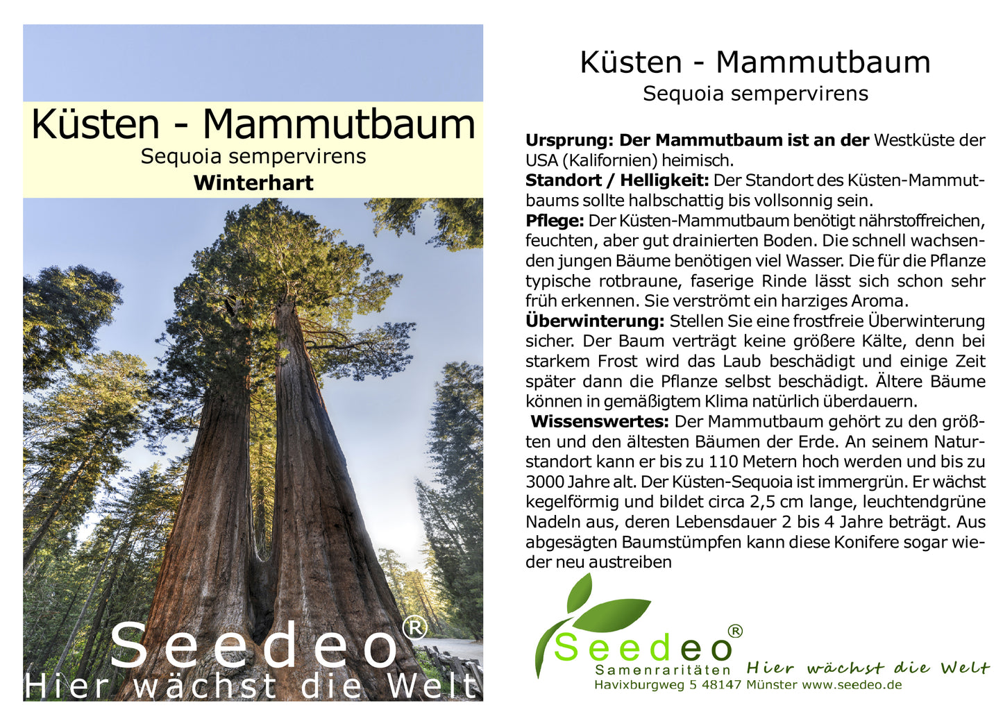 Seedeo® Küsten - Mammutbaum (Sequoia sempervirens) Pflanze ca. 20 cm - 30 cm hoch