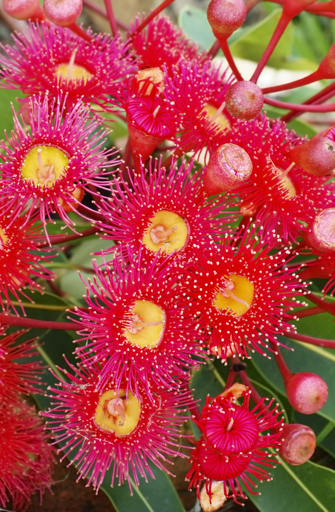 Roter Eucalyptus (Eucalyptus ficifolia) 20 Samen – Seedeo