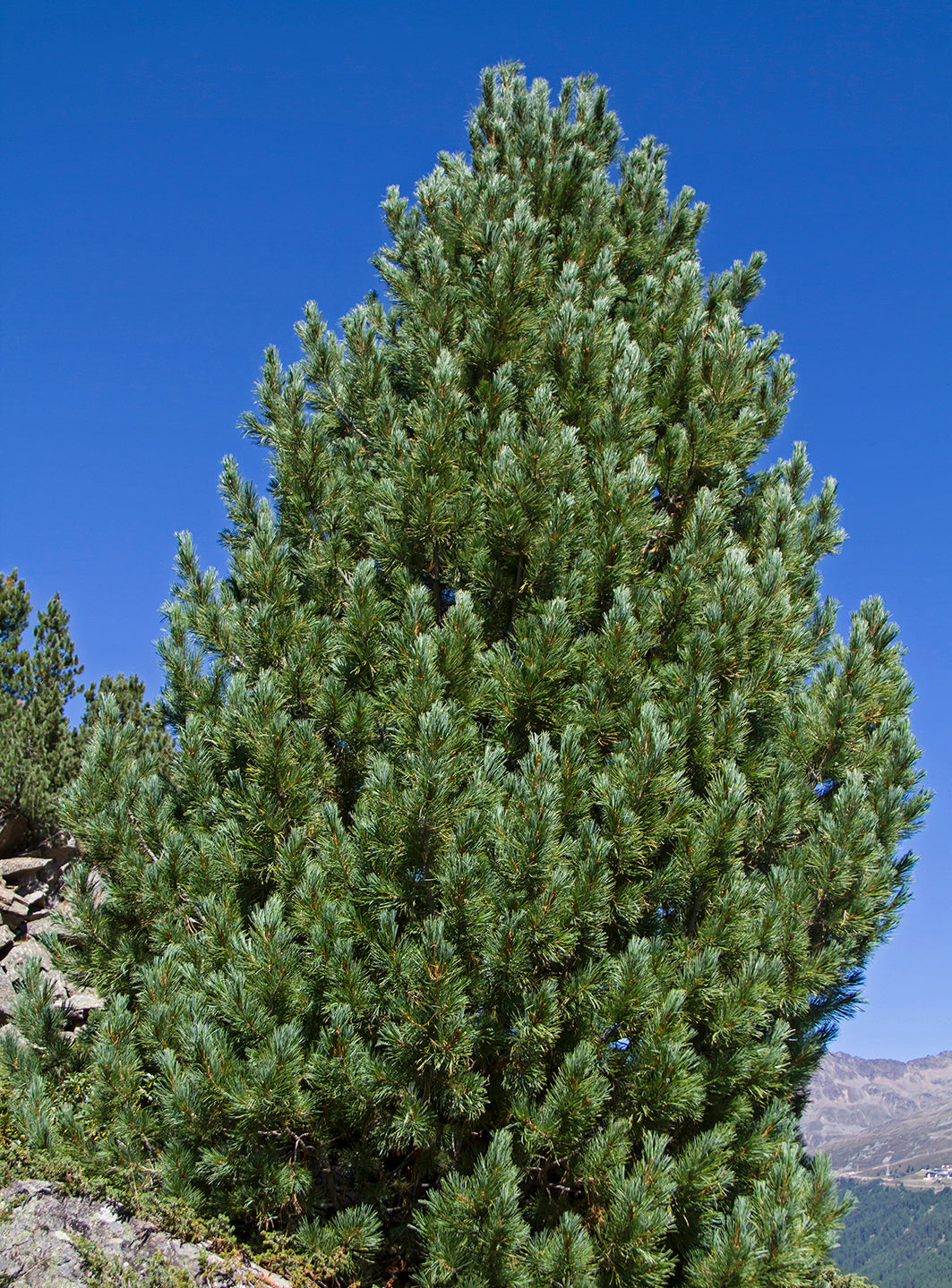 Seedeo® Zirbel-Kiefer / Zirbe (Pinus cembra) 20 Samen