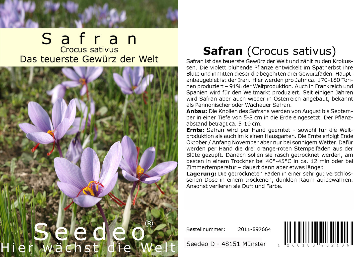 Seedeo® Safran (Crocus sativus) 10 Zwiebeln