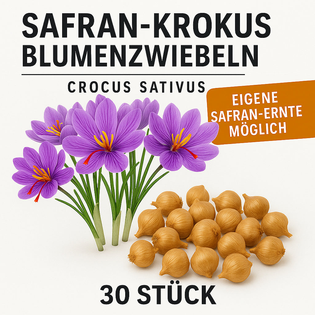 Seedeo® Safran (Crocus sativus) 30 Zwiebeln