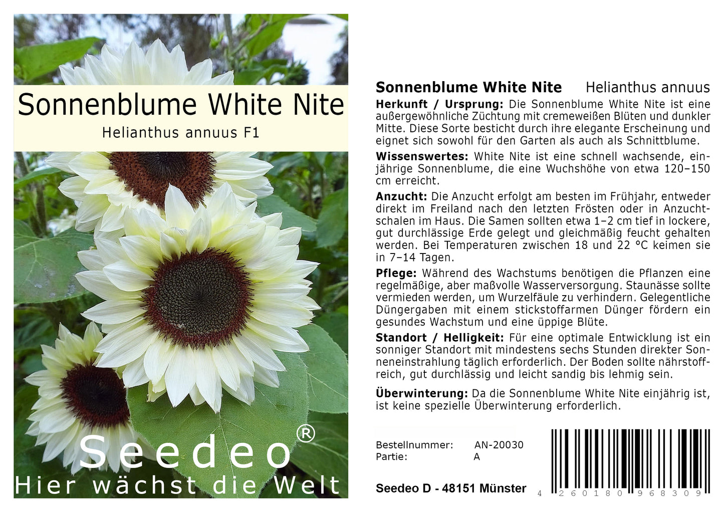 Seedeo® Sonnenblume White Nite (Helianthus annuus) 25 Samen