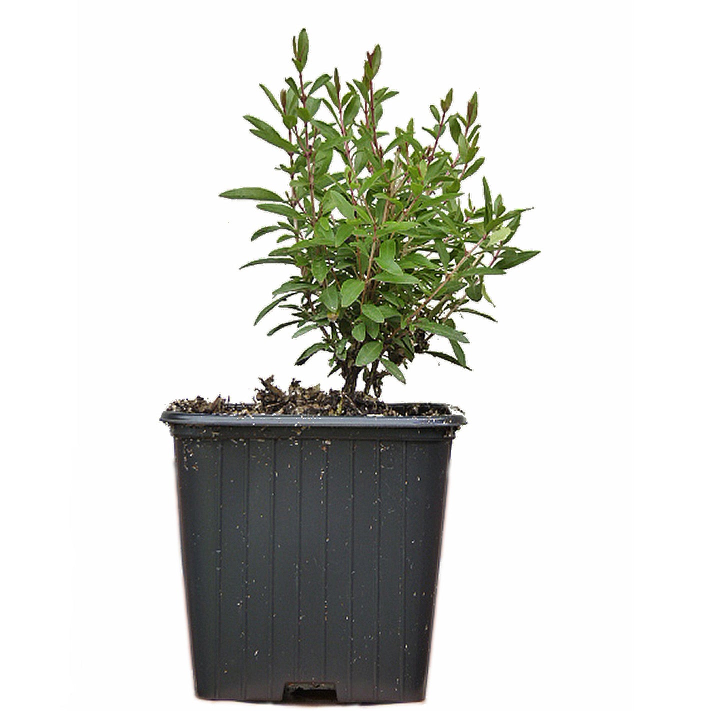 Seedeo Zwerg-Granatapfel (Punica granatum nana) ca. 10 cm
