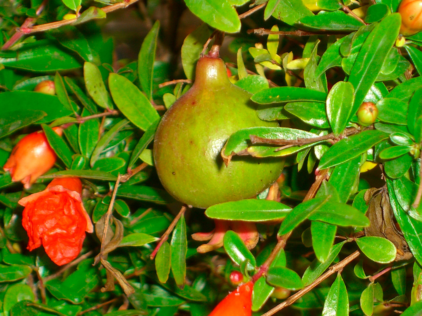 Seedeo® Zwerg-Granatapfel (Punica granatum nana) ca. 10 cm