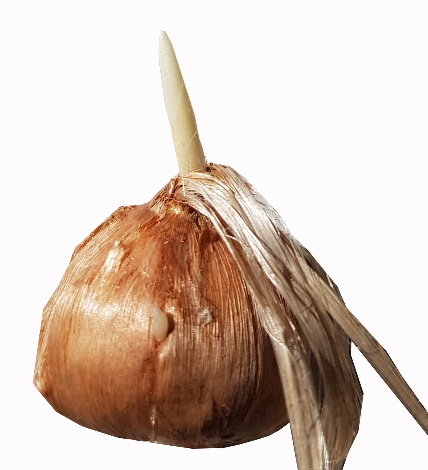 Seedeo® Safran (Crocus sativus) 10 Zwiebeln