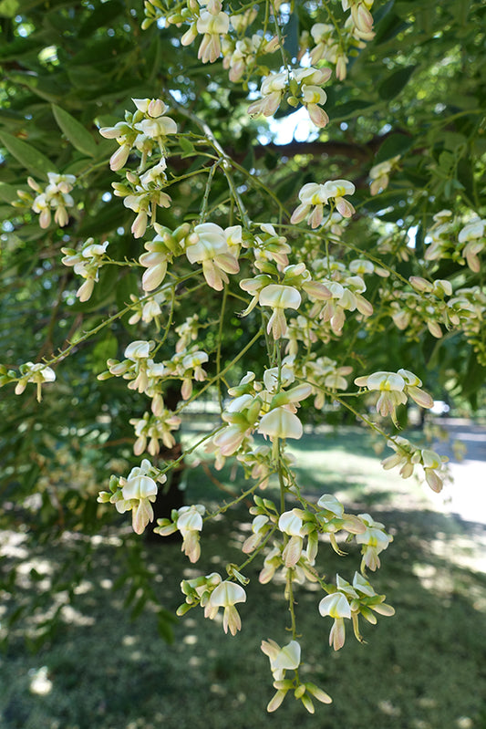 Seedeo® Japanische Schnurbaum (Sophora japonica) 30 Samen