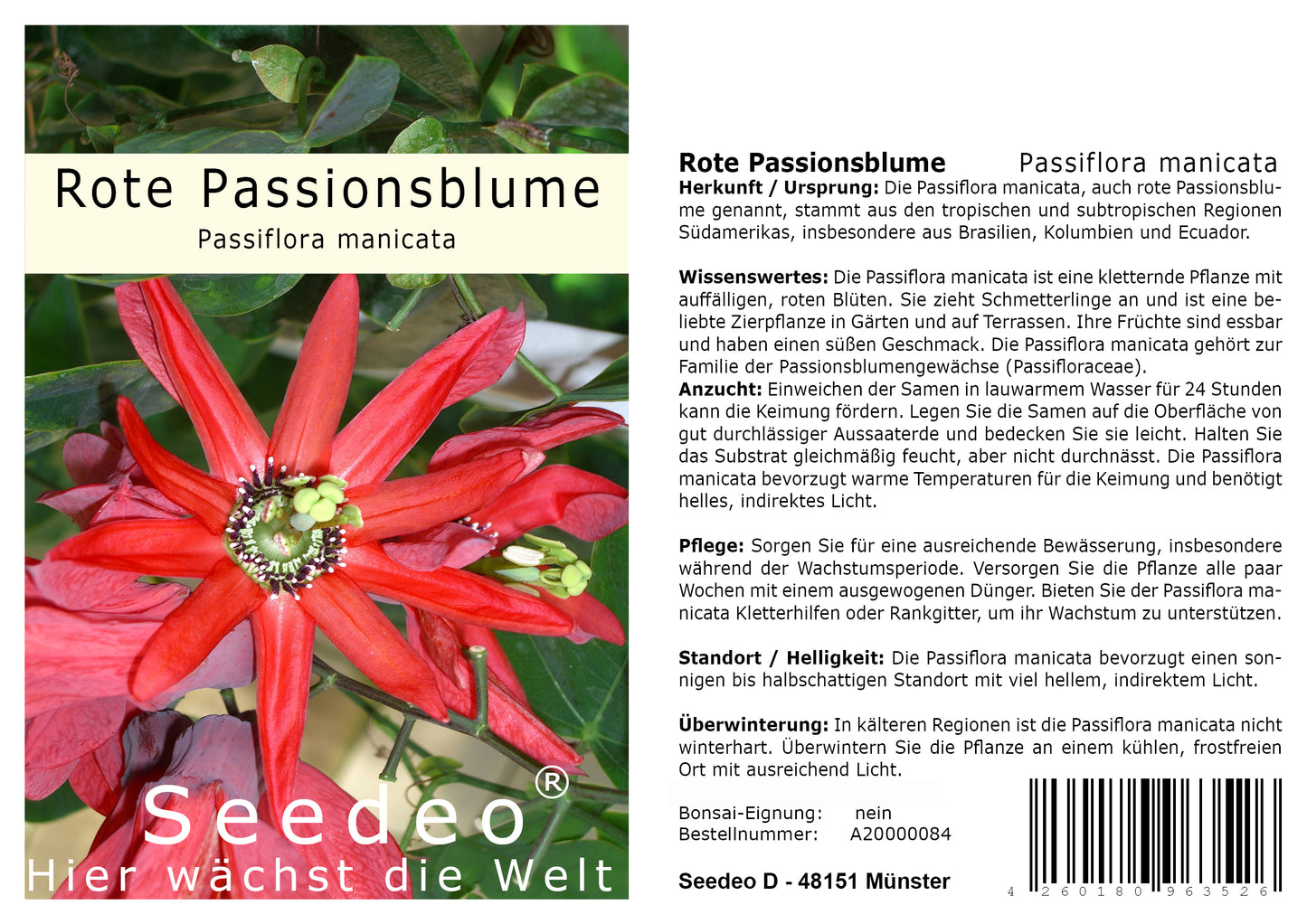 Seedeo® Rote Passionsblume (Passiflora manicata) 10 Samen