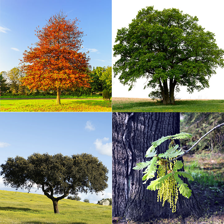 Seedeo® Gartenjuwelen: 4 verschiedene Eichen als Jungpflanzen