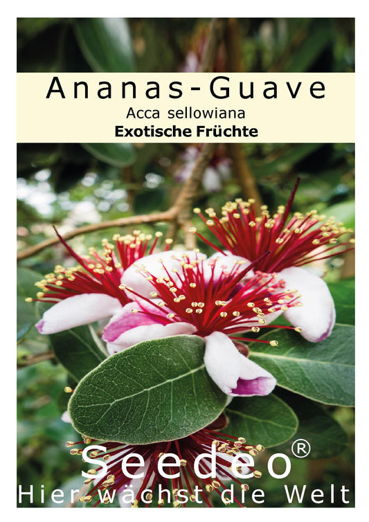 Seedeo® Ananas Guave (Acca sellowiana) 40 Samen