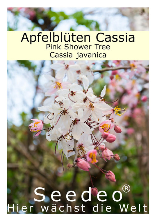 Seedeo® Apfelblüten Cassia Pink Shower Tree (Cassia javanica) 30 Samen