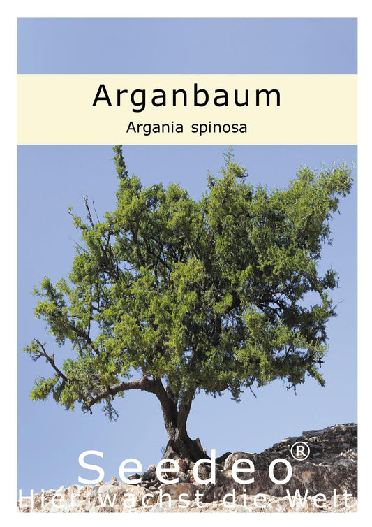Seedeo® Arganbaum (Argania spinosa) 3 Samen