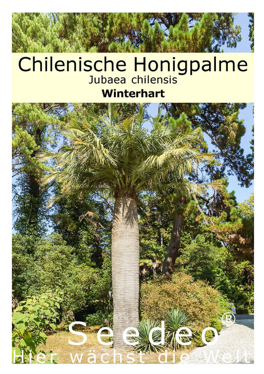 Seedeo® Chilenische Honigpalme (Jubaea chilensis) 3 Samen