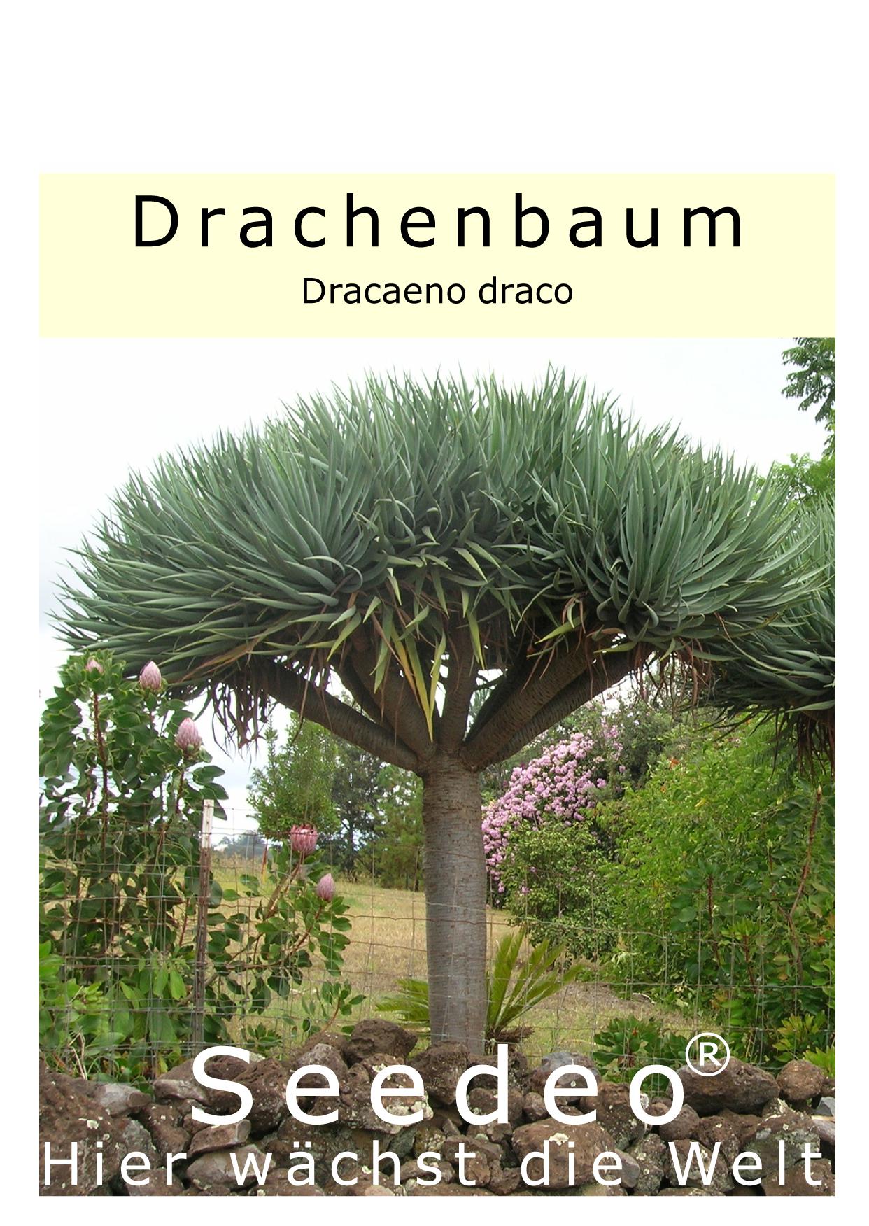 drachenbaum früchte Seedeo® Drachenbaum (Dracaena Draco) 6 Samen
