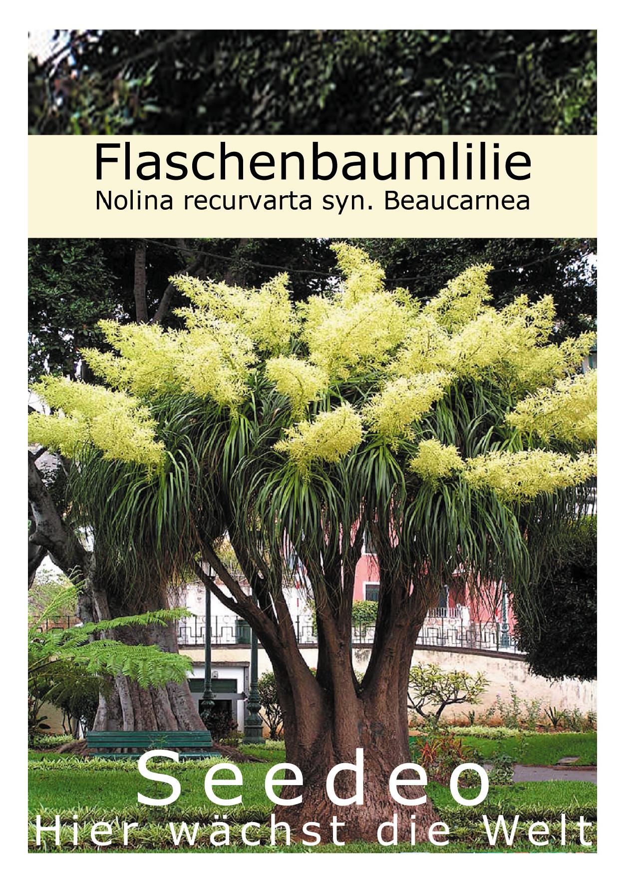 elefantenfuß nolina Seedeo® Flaschenbaumlilie