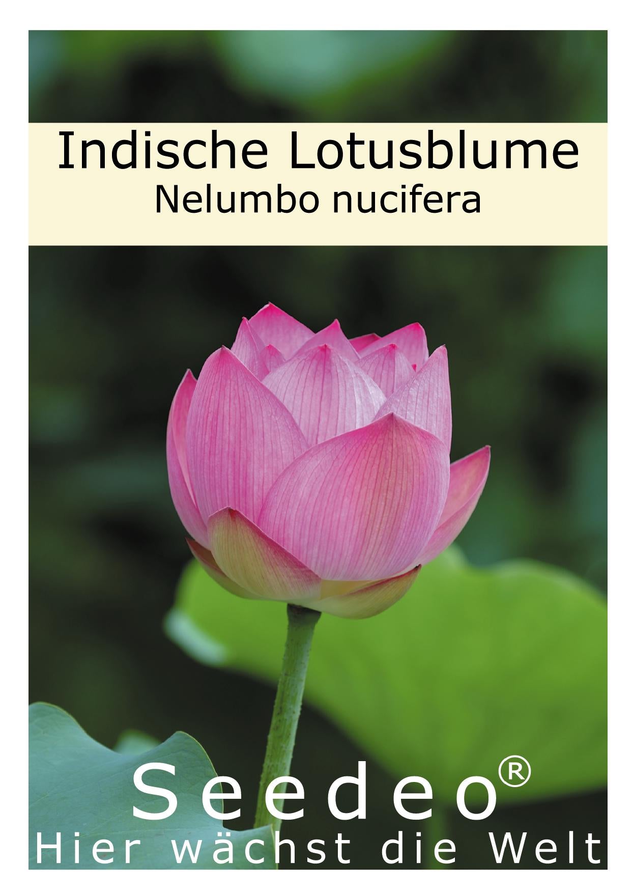 Seedeo Indische Lotusblume (Nelumbo nucifera) 8 Samen