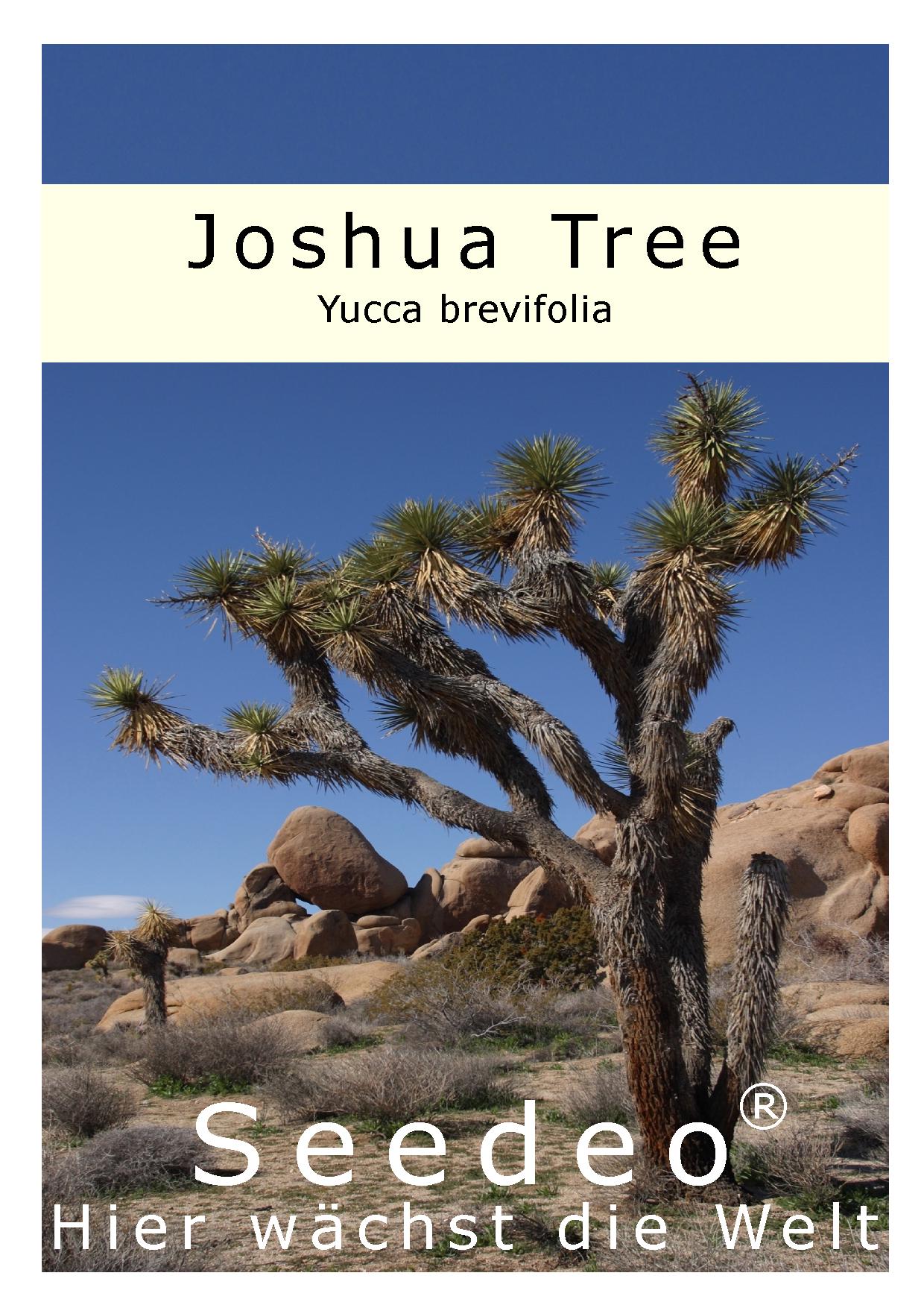 Seedeo® Joshua Tree (Yucca brevifolia) 10 Samen