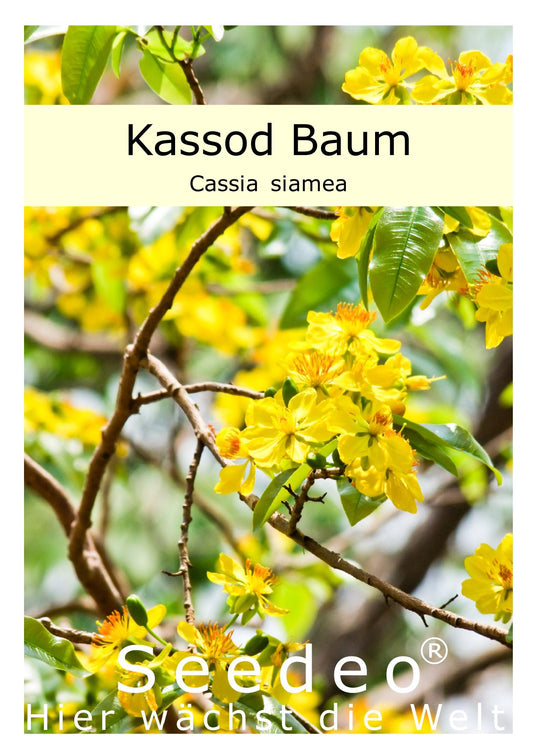 Seedeo® Kassod Baum (Cassia siamea) 50 Samen