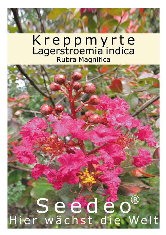 Seedeo® Kreppmyrte/Lagerstroemia Indica Rubra Magnifica (5 Kapseln) 100 Samen