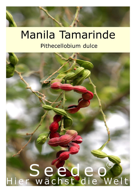 Seedeo® Manila Tamarinde (Pithecellobium dulce) 20 Samen