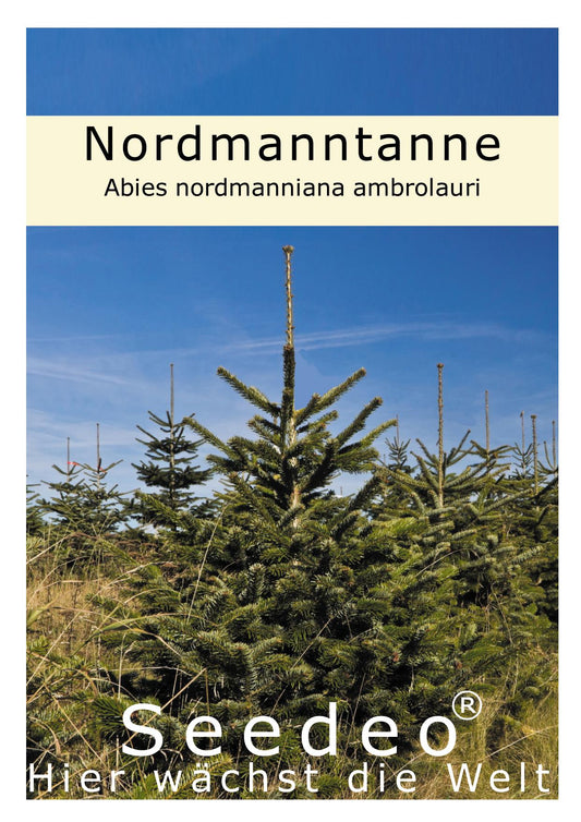 Seedeo® Nordmanntanne (Abies nordmanniana ambrolauri ) 20 Samen
