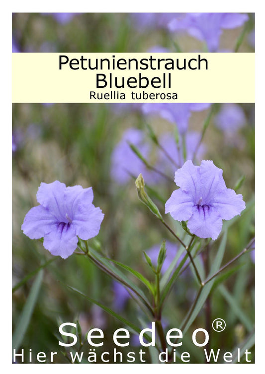 Seedeo® Petunienstrauch Bluebell (Ruellia tuberosa) 40 Samen