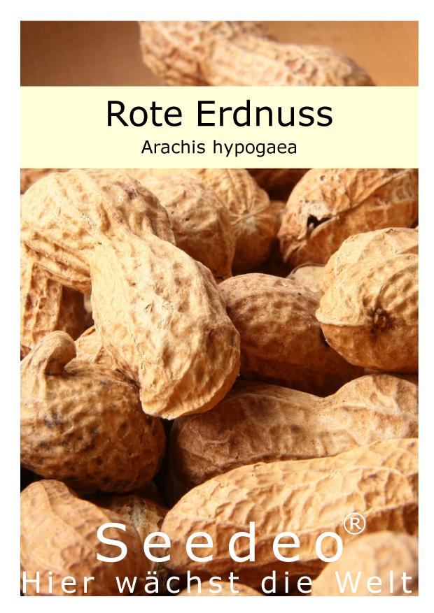 Seedeo Erdnuss (Arachis hypogaea) 10 Samen