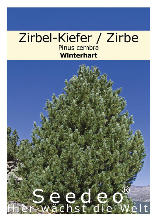 Seedeo® Zirbel-Kiefer / Zirbe (Pinus cembra) 20 Samen