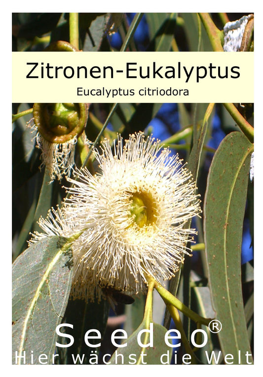 Seedeo® Zitronen-Eukalyptus (Eucalyptus citriodora) 200 Samen