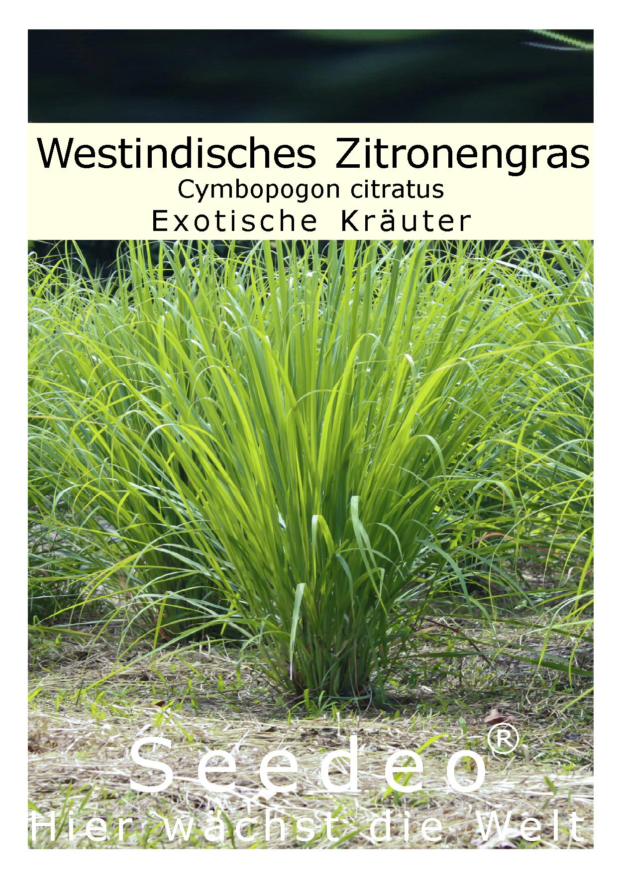 zitronengras saatgut Seedeo® Westindisches Zitronengras Cymbopogon citratus 200 Samen