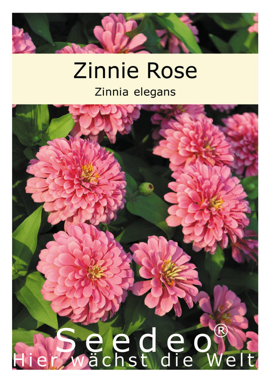 Seedeo® Zinnie Rose (Zinnia elegans) 50 Samen