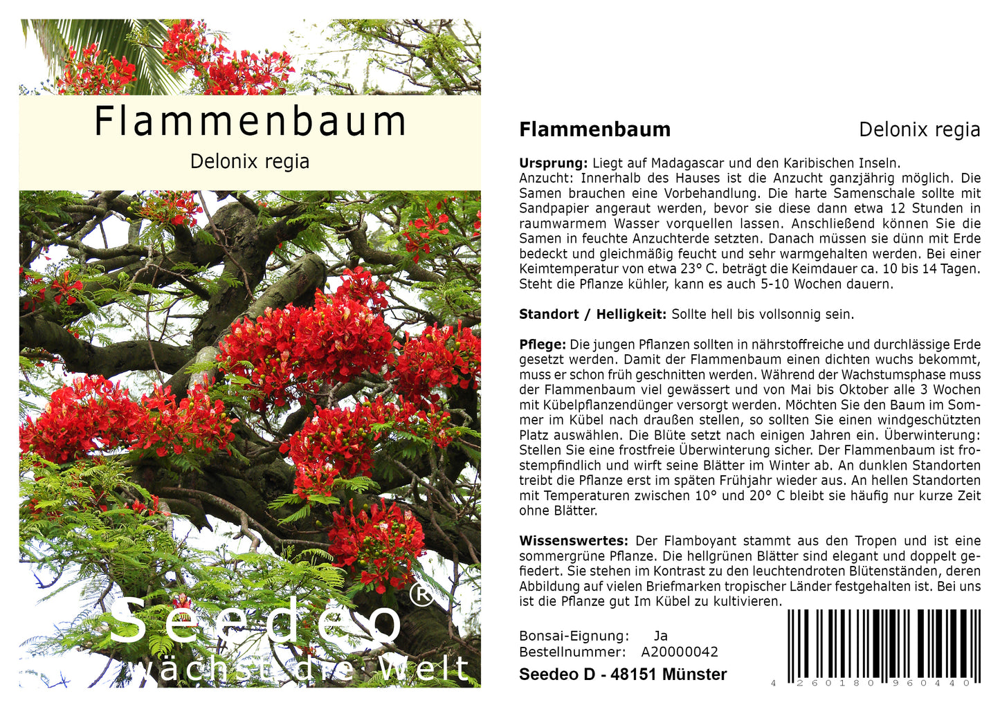 Seedeo® Flammenbaum/Flamboyant - (Delonix regia) 6 Samen