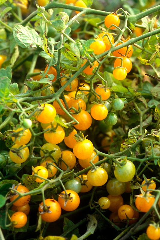 Seedeo® Tomate Gelbe Johannisbeere (Lycopersicum esculentum Mill.) 30 Samen BIO