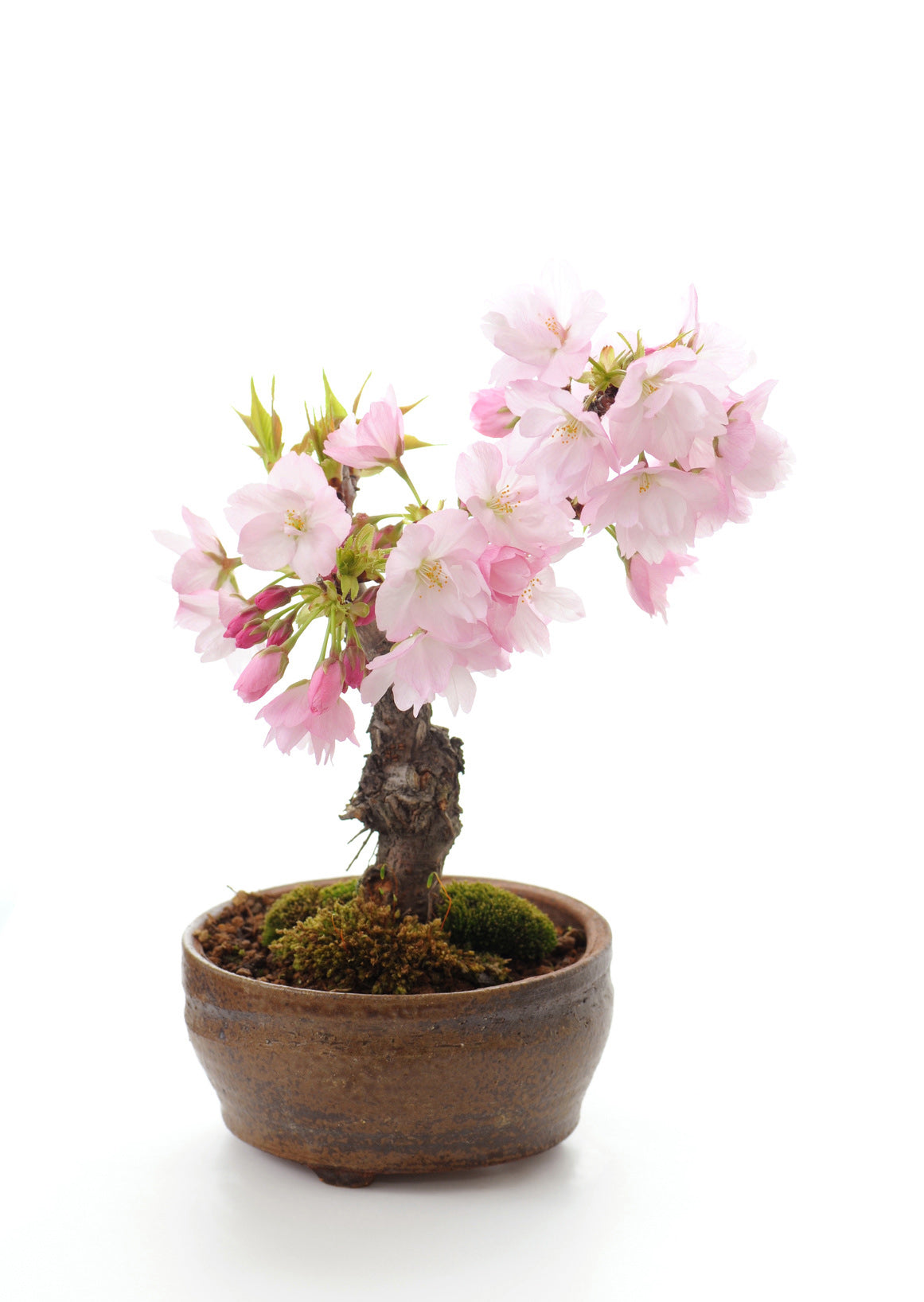 Seedeo® Japanische Blüten- und Zierkirsche (Prunus serulata) Bonsai 25 Samen