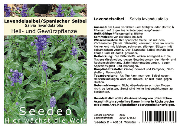 Seedeo® Lavendelsalbei / Spanischer Salbei (Salvia lavandulafolia) 50 Samen